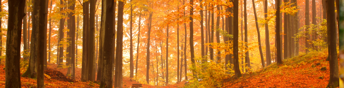 Darstellung Herbst, bunte Blätter, Wald